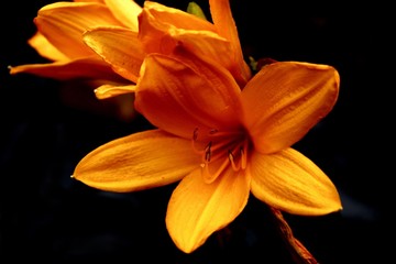 Fototapeta na wymiar Flower in the dark background