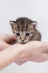 Kittens