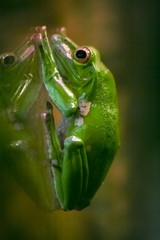 Frog on glass.