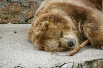 Bear playing with a stick