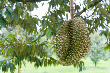 Naklejka na ściany i meble Fresh durian on the tree in the garden , Chanthaburi,Thailand .Durian King of fruits grow in tropical area