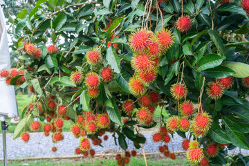 Close up fresh rambutans with green leaf on the tree in the garden, Chanthaburi, Thailand