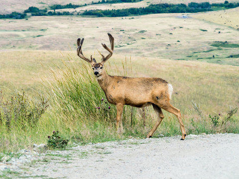 Mule deer crossing the road at National Bison Range, a wildlife refuge in Montana, USA