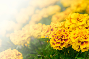 Marigold flowers in the garden on summer , yellow flowers ,beautiful flowers on summer in the nice day herb flowers