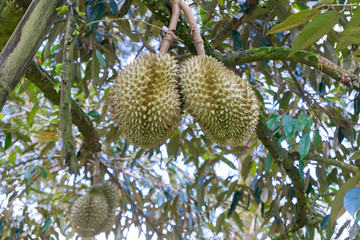 Fresh durian on the tree in the garden , Chanthaburi,Thailand .Durian King of fruits grow in tropical area
