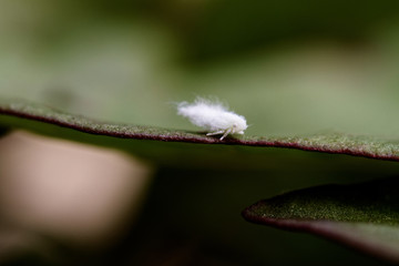 Metcalfa pruinosa - cicada