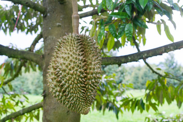 Fresh durian on the tree in the garden , Chanthaburi,Thailand .Durian King of fruits grow in tropical area