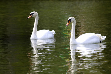 two white swans swimming in the pond