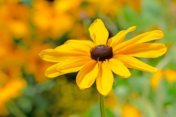 Flowerbed with yellow echinacea flowers