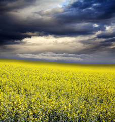 Obraz premium Rape field in summer
