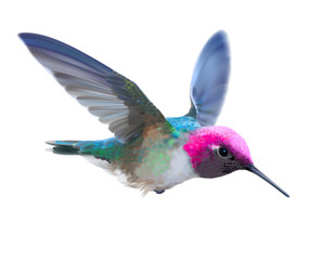 Hummingbird - Calypte  anna.
Hand drawn vector illustration of a flying male Anna’s hummingbird with colorful glossy plumage on transparent background.