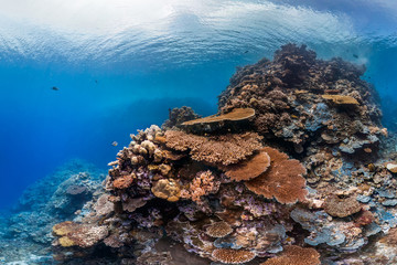 Healthy coral in palau