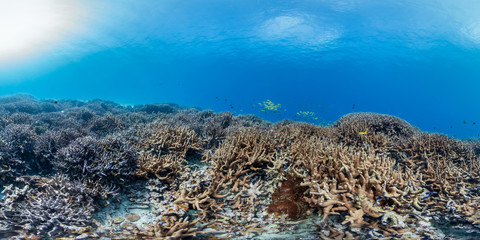 Healthy coral in GBR