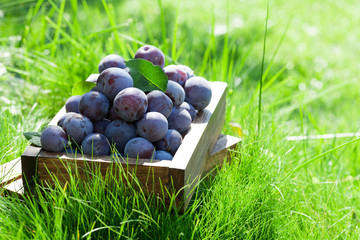 Garden plums in wooden box
