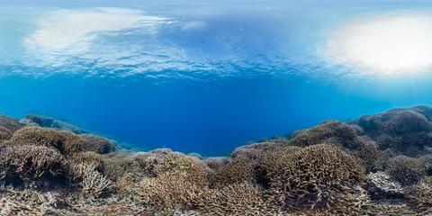 Healthy coral in GBR