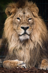 Naklejka na ściany i meble Male lion