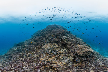 Coral mound with fish