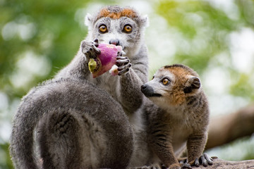 Lemur eating, not sharing
