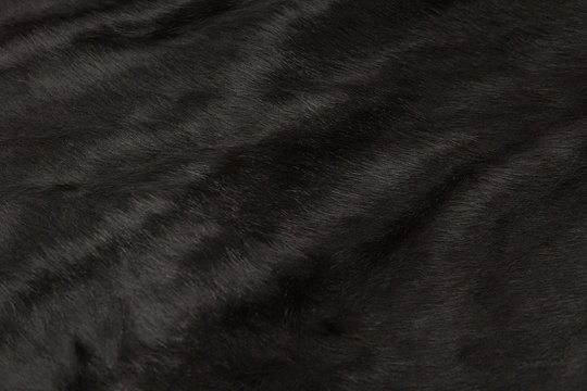Animal hair of fur cow leather texture background.Natural Fluffy black cowhide skin.