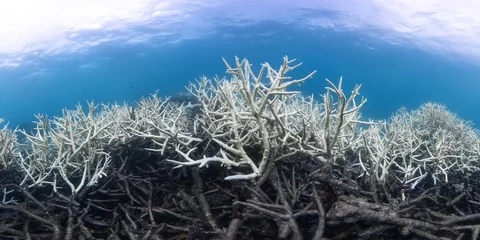 Keuken spatwand met foto Bleken en dood koraal op het Great Barrier Reef, Australië © The Ocean Agency