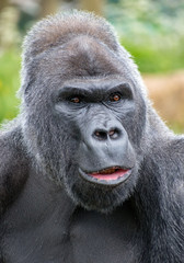 Silver back gorilla