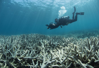 Bleaching coral with diver