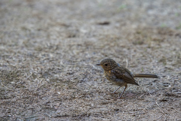 young robin bird