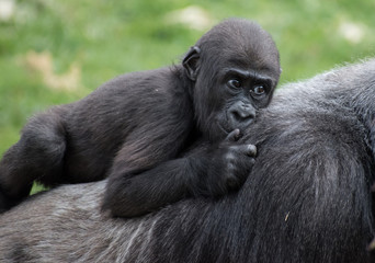 Baby gorilla hanging on