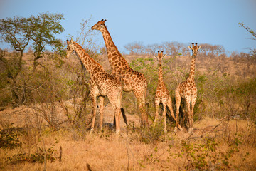 Family of Giraffe