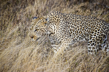 leopard in grass