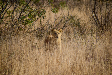 Lion cub in grass searching for mother