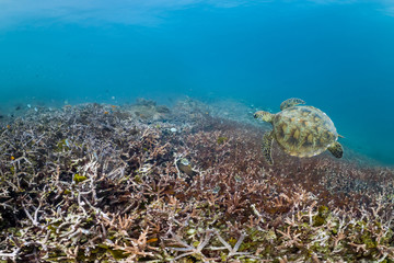 Green turtle swims off of Heron Island