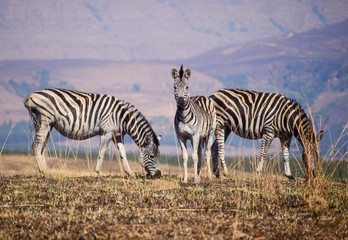 Group of Zebra in South Africa