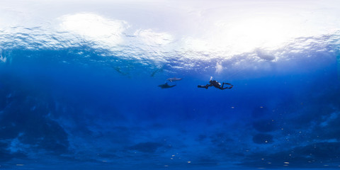 Diver swims with dolphins