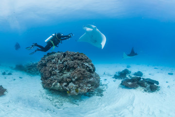 Manta and diver dance on reef - obrazy, fototapety, plakaty