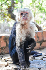 Monkey