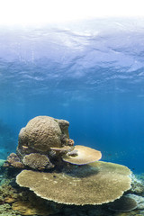 Big coral in Ribbon Reef #9