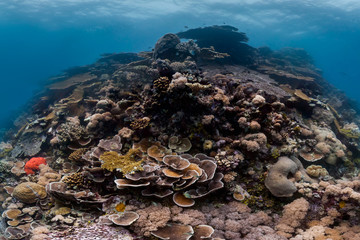 Healthy coral off of Chagos Islands