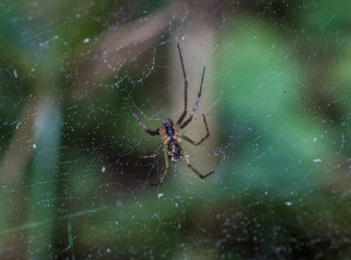 pająk na pajęczynie w lesie