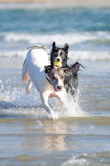 Dogs at the beach