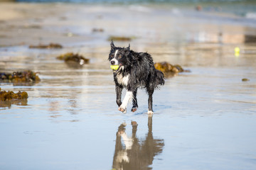 Dogs at the beach