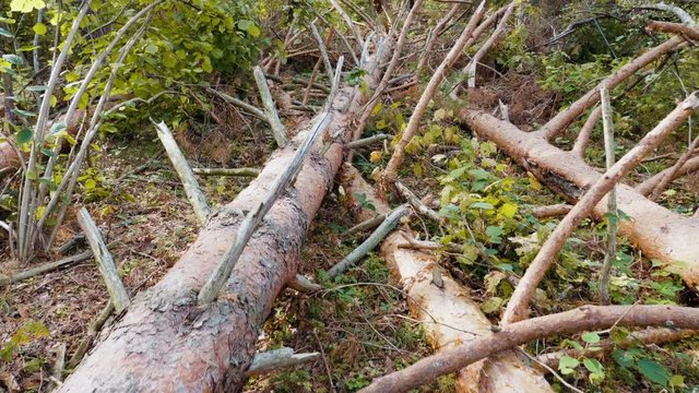Steadicam shot of broken forest after powerful hurricane