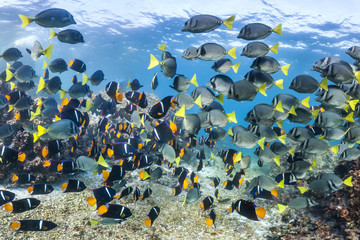 Yellotail surgeonfish in the galapagos © The Ocean Agency