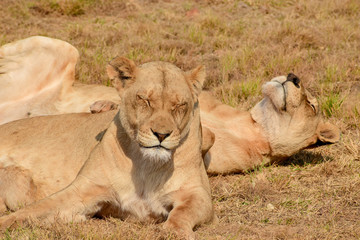Lionesses relaxing