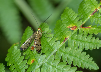 wojsiłka pospolita (Pannorpa communis) na zielonej roślinie