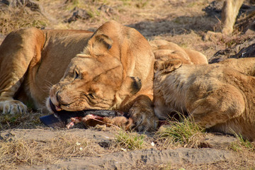 Lion family eating