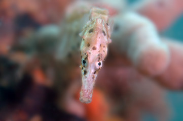 Macro upclose of seahorse head