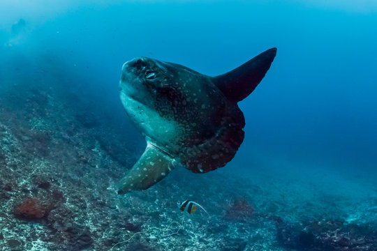 Mola mola in Bali