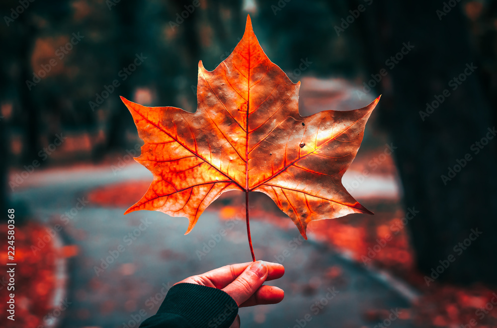 Wall mural beautiful autumn maple leaf on tree in park.