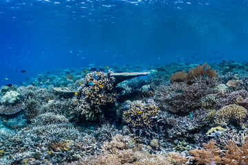 Keuro reef in Raja Ampat